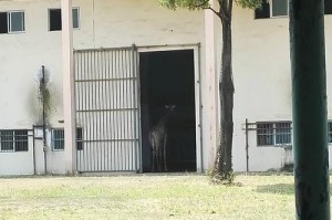 奶爸国庆版本出装攻略（以奶爸为主角的国庆版本出装攻略，助你在战场上游刃有余）
