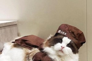大厨猫咪出装攻略大全（打造最强大厨猫咪装备搭配，提升游戏实力）