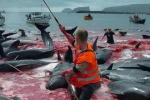 拯救受伤海豚（关注海洋生物安危，从保护受伤海豚开始）