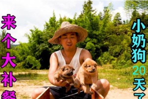 中华田园犬基地游戏攻略（挑战技能与创造力，引领你的田园犬之旅）