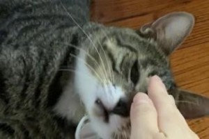 阴阳师狸花猫怎么领养,轻松领养萌宠狸花猫的秘籍
