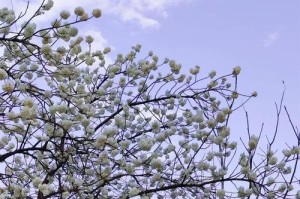 樱花谷最美出装攻略（亲临盛开花海，感受樱花谷的浪漫与美丽）