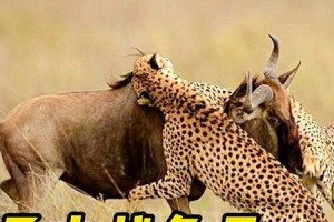 猎人必知！狩猎裂鬃山猪攻略全揭秘（完美狩猎，打败裂鬃山猪的绝密技巧）