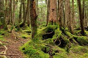 《探秘神奇森林，成为真正的森林冒险家！》（摩斯游戏攻略，解锁隐藏的秘密）